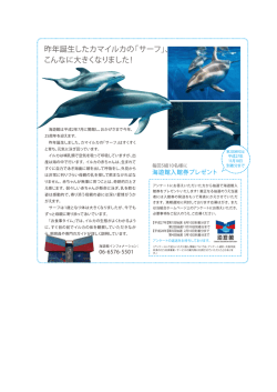 昨年誕生したカマイルカの「サーフ」、 こんなに大きくなり