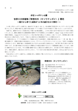 世界三大珍植物『奇想天外（キソウテンガイ）』開花