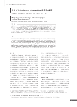 スナメリ Neophocaena phocaenoides の舌形態の観察