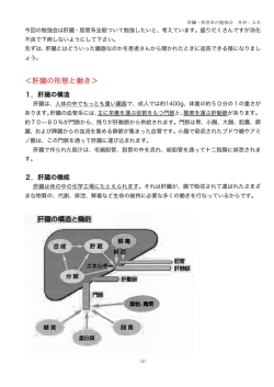 ＜肝臓の形態と働き＞