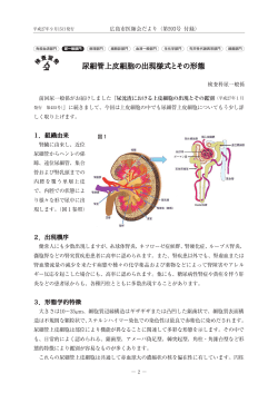 尿細管上皮細胞の出現様式とその形態 - 一般社団法人 広島市医師会