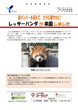 レッサーパンダが来園しました!