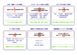 分子・細胞レベルの研究 マウス・ラットを用いた研究 ニホンザルを用いた