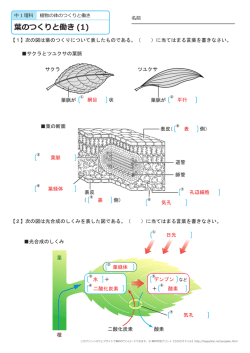 葉のつくりと働き (1)