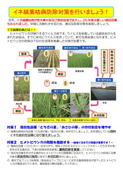 イネ縞葉枯病防除対策を行いましょう！