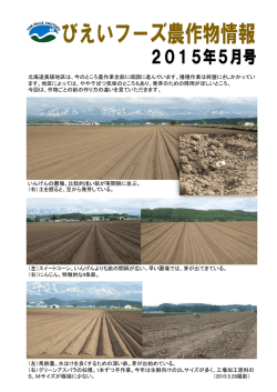 （左）馬鈴薯。水はけを良くするための深い畝。芽が出始めている。 （右