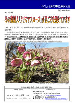 冬の貴婦人『クリスマスローズ』が見ごろを迎えています（PDF）
