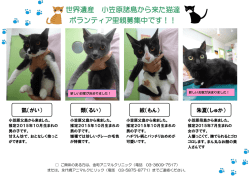 世界遺産 小笠原諸島から来た猫達 ボランティア里親募集中です！！