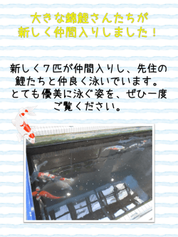 本館1階の池に大きな錦鯉が7匹仲間入りしました