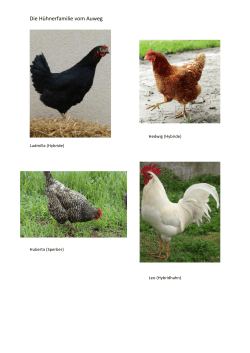 Die Hühnerfamilie vom Auweg