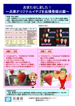 兵庫オリジナルイチゴを品種登録出願 - 兵庫県立農林水産技術総合