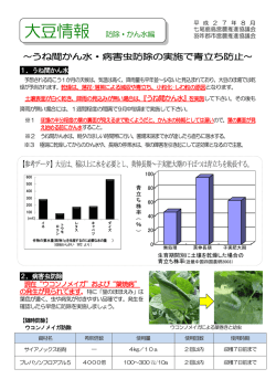 ～うね間かん水・病害虫防除の実施で青立ち防止～