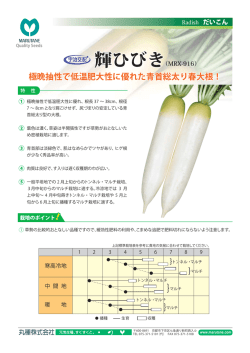 極晩抽性で低温肥大性に優れた青首総太り春大根！