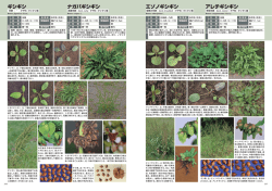 内容見本 畑地編（p.206
