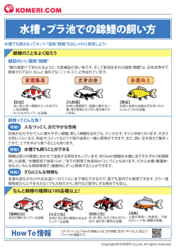 水槽・プラ池での錦鯉の飼い方