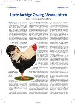 Lachsfarbige Zwerg-Wyandotten - Sonderverein der Züchter