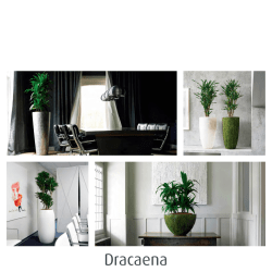 Dracaena