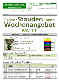 Stauden im 9er und 11er Vierecktopf