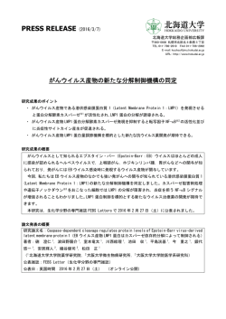 薬学研究院 教授 松田 正