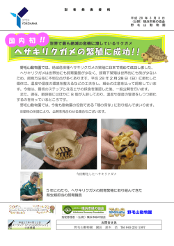 ヘサキリクガメ誕生
