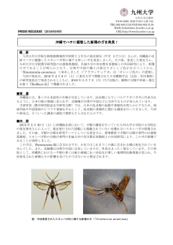 沖縄でハチに擬態した新種のガを発見！