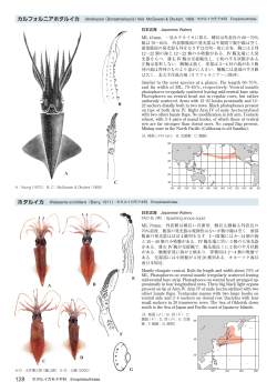 （Boreabraliopsis）felis McGowan & Okutani, 1968