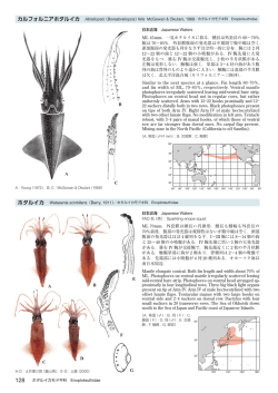 （Boreabraliopsis）felis McGowan & Okutani, 1968