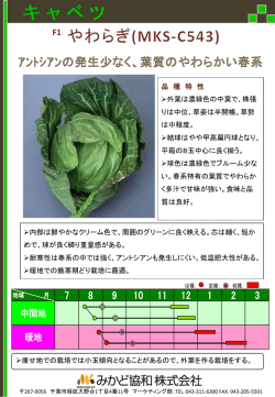 キャベツ