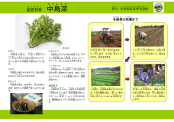中島菜 - 能登野菜