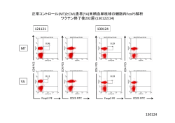 正常コントロール(MT)とCML患者(YA)末梢血単核球の細胞内FoxP3