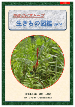 南海電鉄(株)・岬町・大阪府 - 2015年8月 2日 (日)