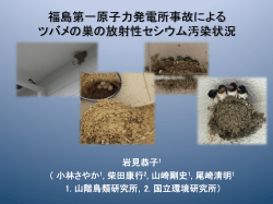 福島第一原子力発電所事故による ツバメの巣の放射性セシウム汚染状況