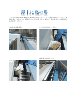 鳥の巣 （PDF 240.6KB）