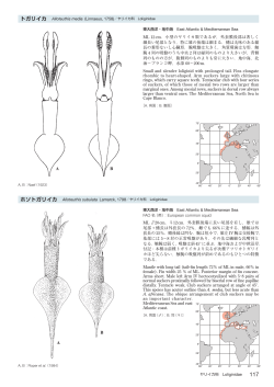 224 ホソトガリイカ Alloteuthis subulata (Lamarck, 1798)