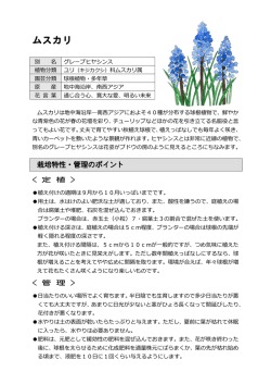 ムスカリ