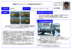 動物のかたちづくりの秘密を解き明かす 品川 敦紀