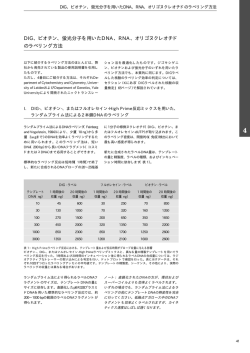 DIG、ビオチン、蛍光分子を用いたDNA、RNA、オリゴヌクレオチド の