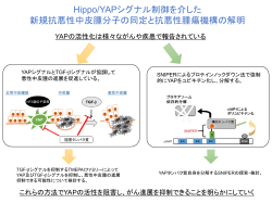 Hippo/YAPシグナル制御を介した新規抗悪性中皮腫分子の同定と抗
