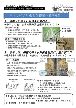中干しにより適切な穂数へ誘導を!!