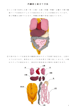 内臓図と組立て方法