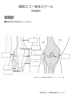膝の関節 - 超音波検査法フォーラム