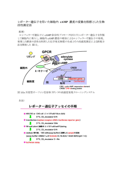 レポーター遺伝子を用いた細胞内cAMP濃度の変動を指標と
