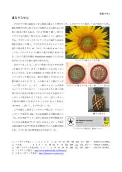 枝道コラム