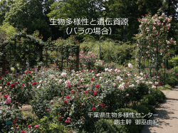 配布資料（pdfファイル：5.8MB） - 千葉県生物多様性センター/トップページ