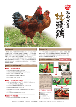劣性白色プリマスロック
