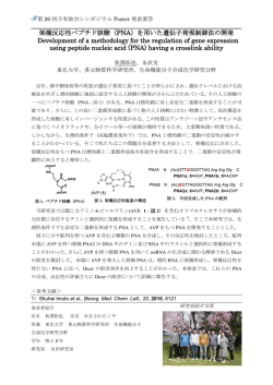 架橋反応性ペプチド核酸（PNA）を用いた遺伝子発現制御法の開発