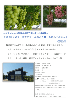 福井県ではめずらしい多品種のぶどうを栽培・販売しております。 7 月