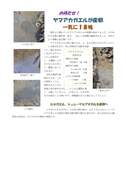ヤマアカガエルが産卵、 一気に18塊