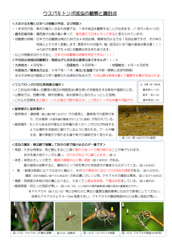 ウスバキトンボ成虫の観察と識別点 pdf