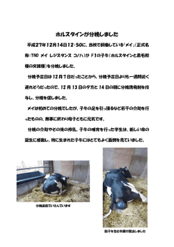 （畜産）ホルスタインが分娩しました